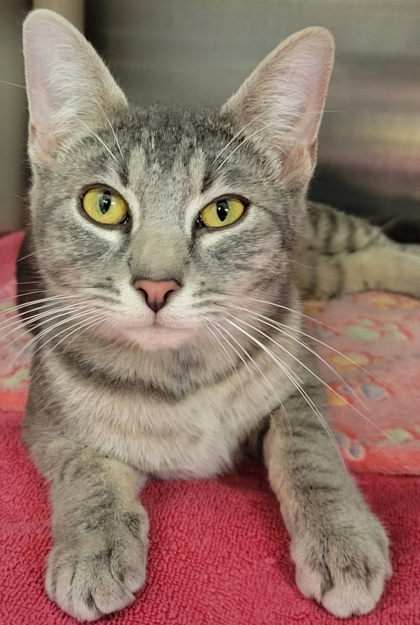 View Honeydew the Cat Photo #3