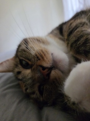 View Freya the Cat Photo #2