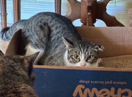 This Cat