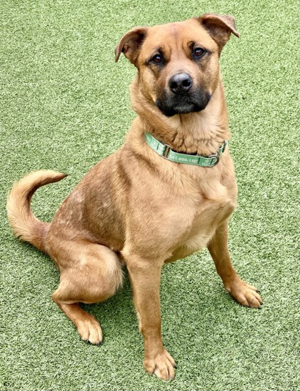 View Spice the Dog Photo #3