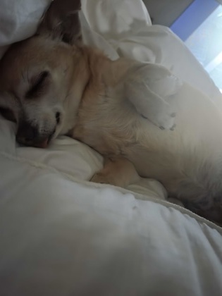 View Mila the Dog Photo #2