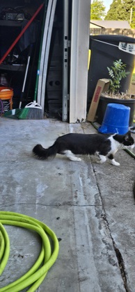 View This Cat Photo #2
