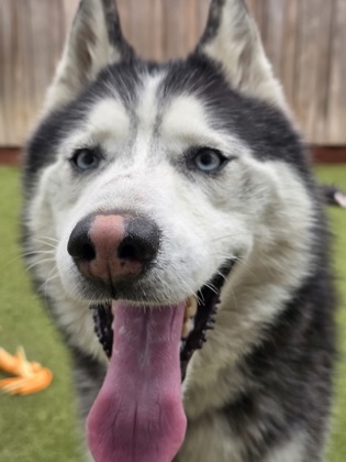 View Nanook the Dog Photo #2