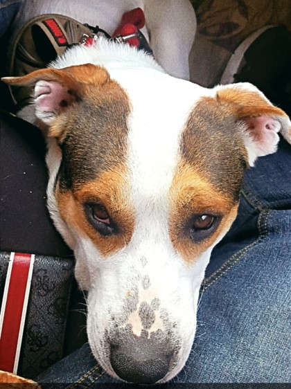 View This Dog Photo #2