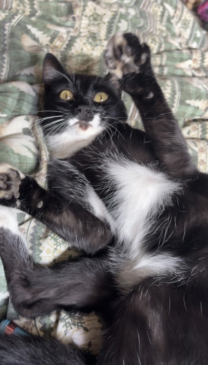 Have You Seen Coco? Coco