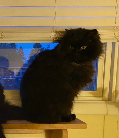 View Merlin the Cat Photo #2