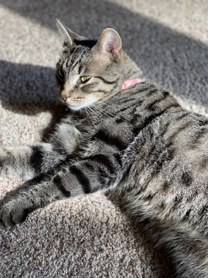 View This Cat Photo #2