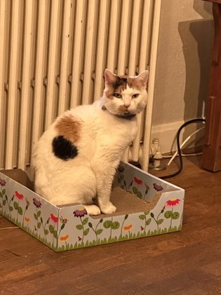 View Moonpie the Cat Photo #3