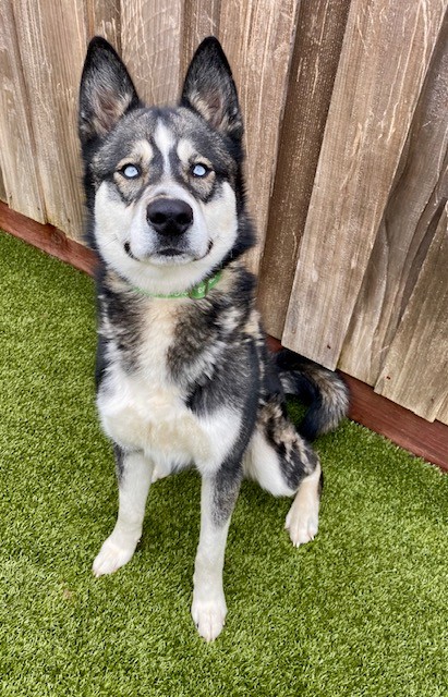 View Goggles the Dog Photo #2