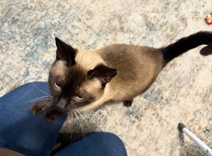 View Dobby the Cat Photo #3
