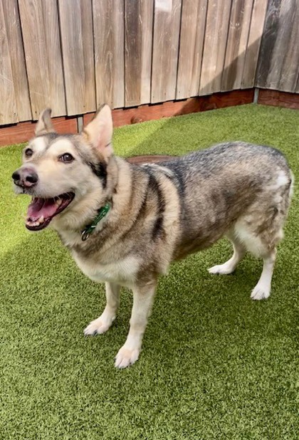 Learn More About Mishka Photo of Mishka