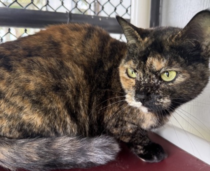 View Merlot the Cat Photo #3