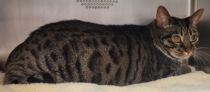 View Opal the Cat Photo #2