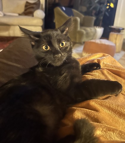 View This Cat Photo #2