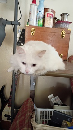 View Willow the Cat Photo #3