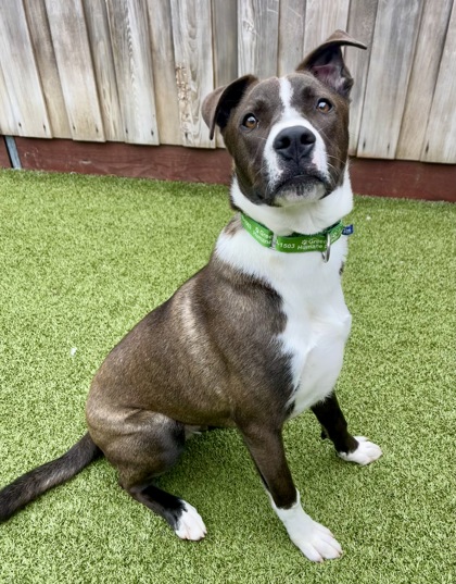 View Dozer the Dog Photo #2