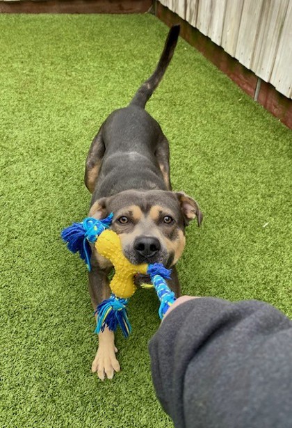 View Slate the Dog Photo #2