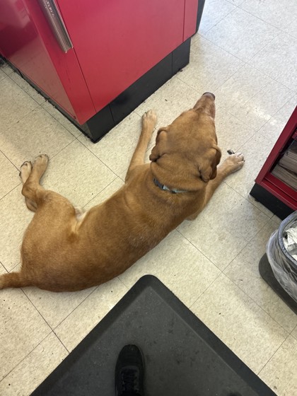 View This Dog Photo #2