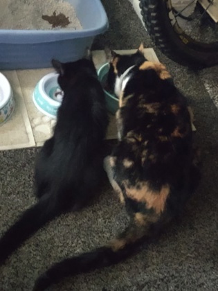 View Binks the Cat Photo #3