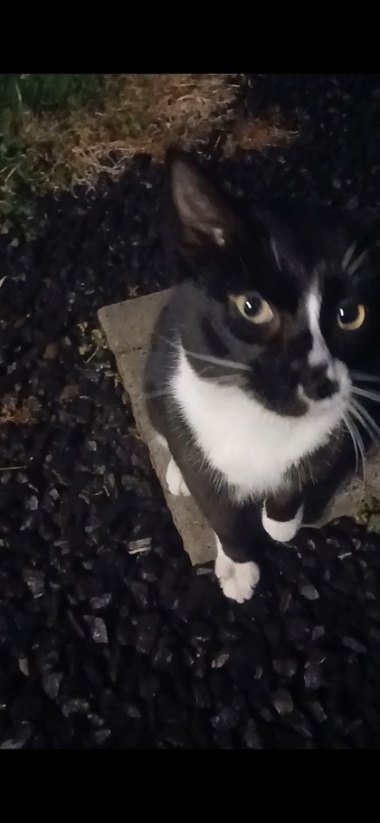 View This Cat Photo #2