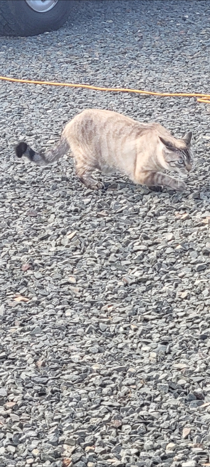 View Ice the Cat Photo #2