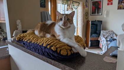 View Kurtis the Cat Photo #3