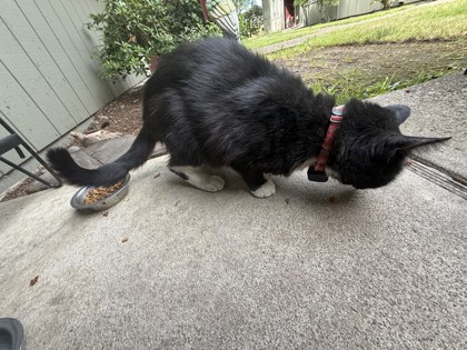 View This Cat Photo #2