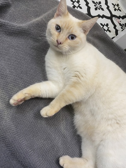 View Beans / Princess / Mamas the Cat Photo #3