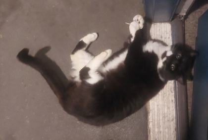 Sylvester