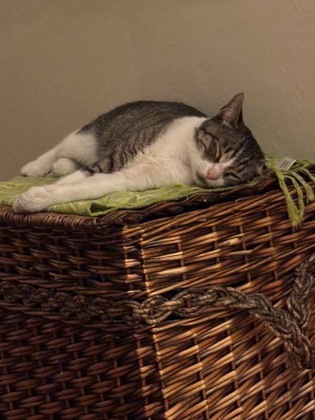 View This Cat Photo #3