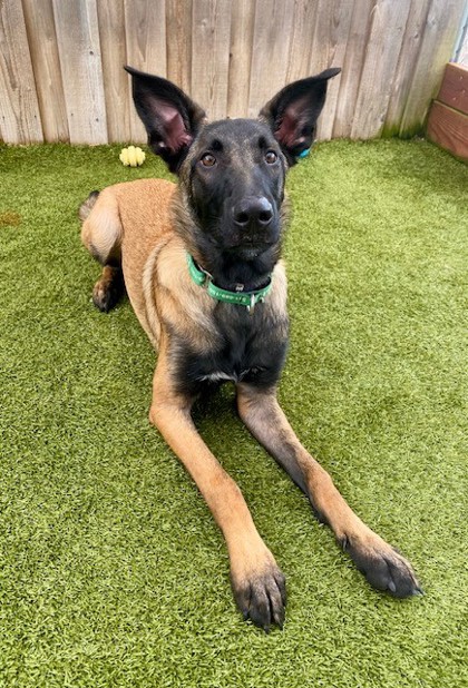 View Mr. Roboto the Dog Photo #3