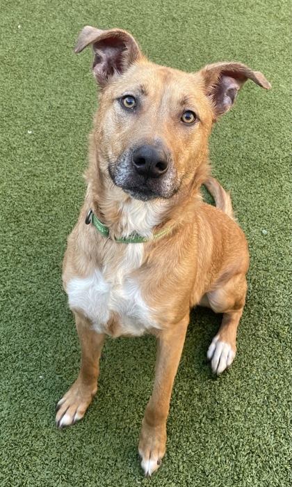 View Percy the Dog Photo #3