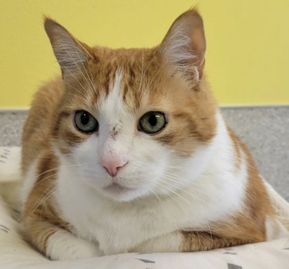 View Gordy the Cat Photo #2
