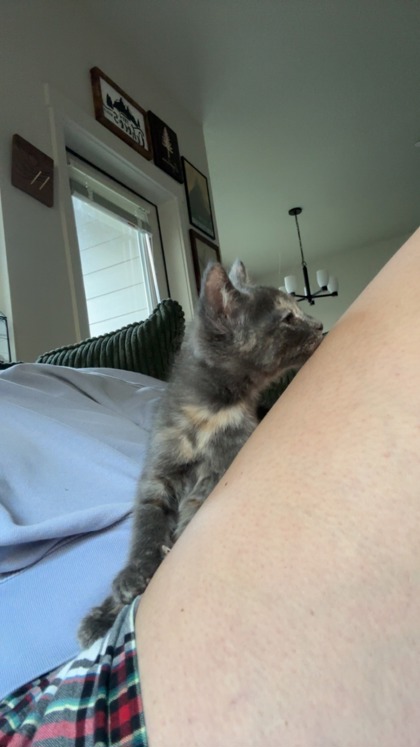 View This Cat Photo #3