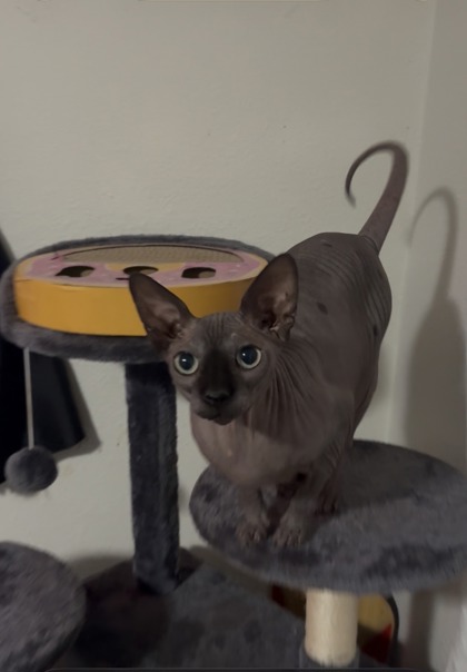 View Mazikeen the Cat Photo #2