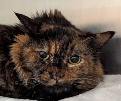 Photo of Lady Lasagna