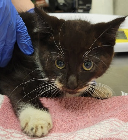 Help Rehome This Cat Big Dipper