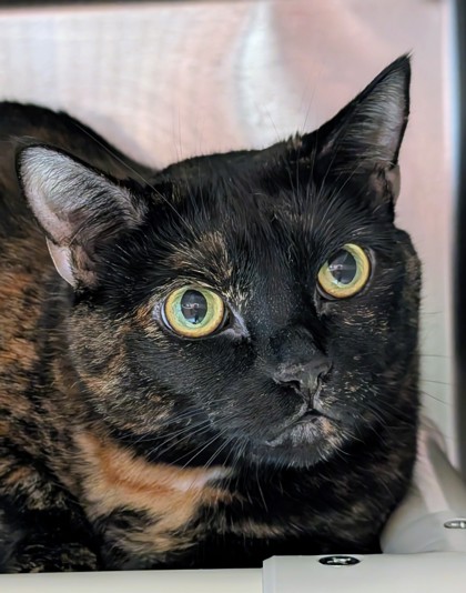 Photo of Junipurr