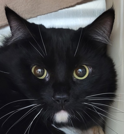 View China the Cat Photo #2