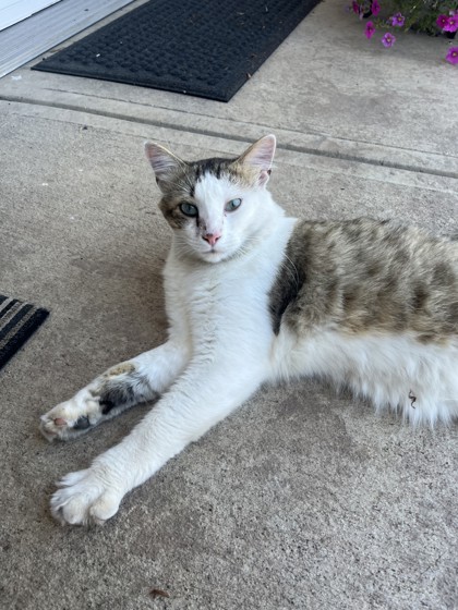 View This Cat Photo #2