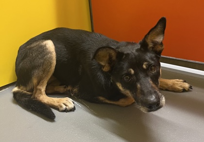 View Flare the Dog Photo #2