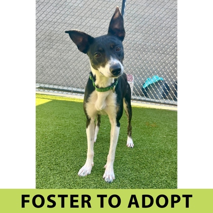 Learn More About Fizz Photo of Fizz