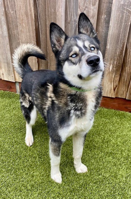 View Goggles the Dog Photo #3