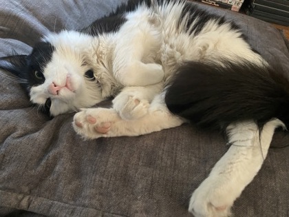 View Timmy the Cat Photo #3