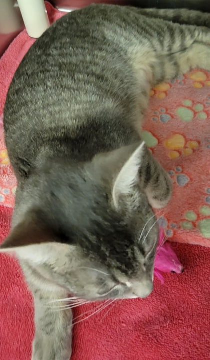 View Honeydew the Cat Photo #2