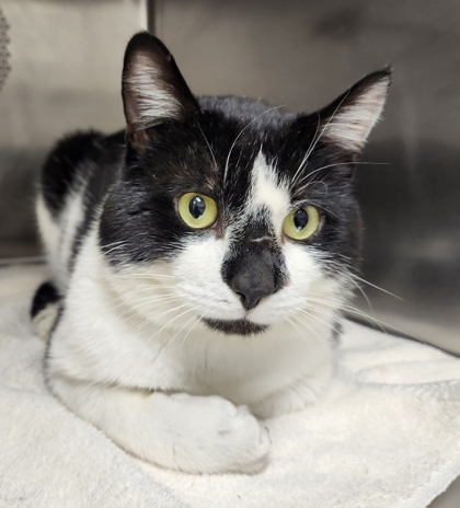 View Caster the Cat Photo #2