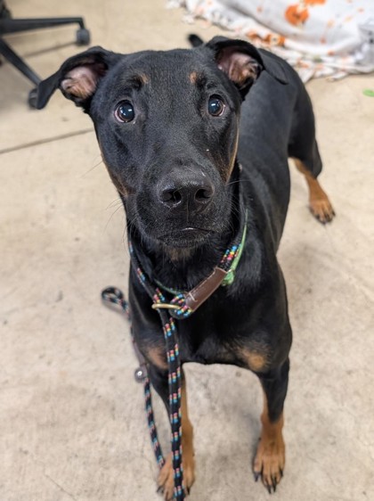 Photo of Buddy