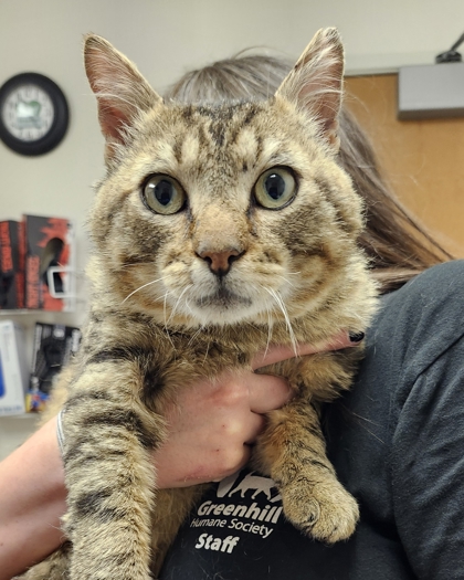 View Sweet Sam the Cat Photo #2