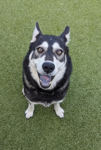 View Salty the Dog Photo #2