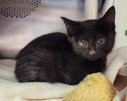 Photo of Fiddle